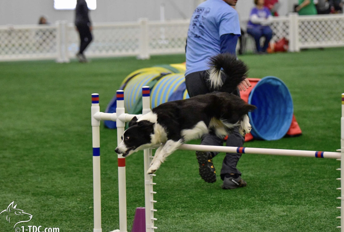 Front Cross - Agility Handling Technique - OneMind Dogs